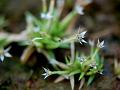 Dry-Flower Pipewort